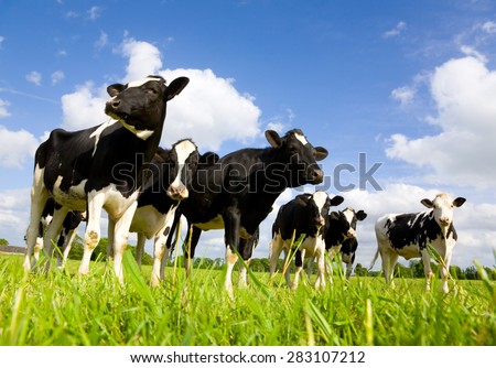 Holstein cows in the meadow