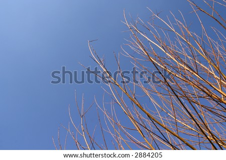 Golden branchs over a shaded blue sky (horizontal)