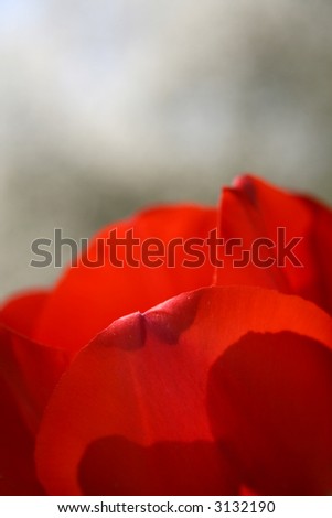 Bright red Tulip found alone like a big red spot, in the country, a ray of light over it. The background is composed by blossom trees. Shallow depth of field.