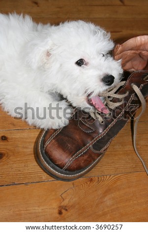 Naughty puppy licking shoelaces (bichon frise)