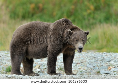 Grizzly Bear standing at river edge.