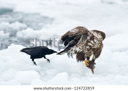 Crow harassing a White-tailed Sea Eagle for stealing food.