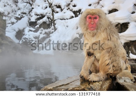 Japanese Macaque sitting next to a hot spring.