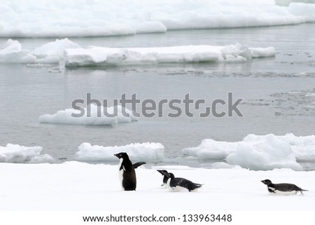 Adelie penguins on pack ice.