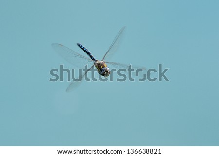 Hairy dragonfly flying