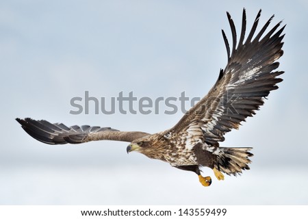White-Tailed Sea Eagle Flying Above The Pack Ice.