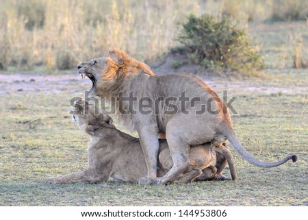 Lion couple mating.