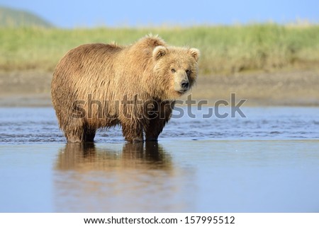 Grizzly Bear standing in river