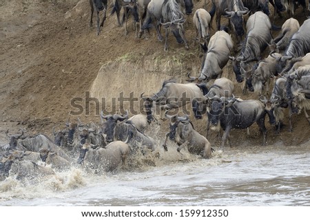 Wildebeest jumping in the Mara river while crossing the river.