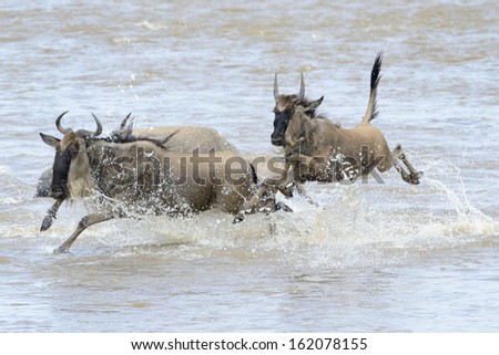 Mother with young jumping in the Mara river while crossing.