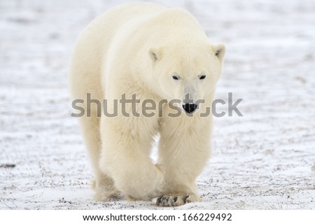 Polar Bear Walking On Tundra.