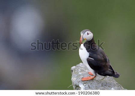 Atlantic Puffin standing cliff edge with grass in beak.