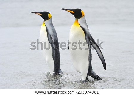 Two King Penguin (Aptenodytes patagonicus) walking behind each other at Macquarie Island, sub Antarctic waters of Australia.
