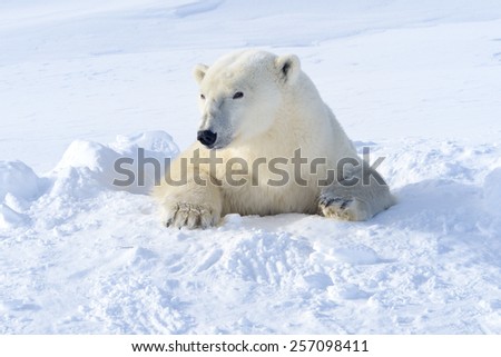 Polar bear (Ursus maritimus) mother coming out freshly opened den, Wapusk national park, Canada.