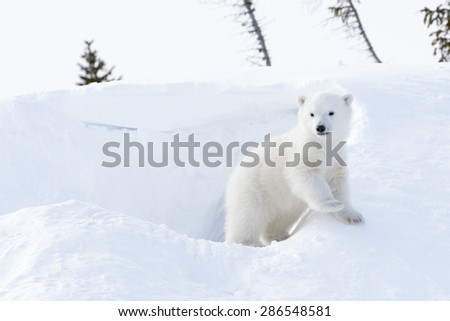 Polar bear (Ursus maritimus) cub coming out den, Wapusk national park, Canada.