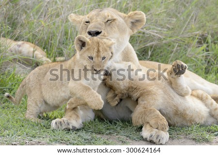 Lion cubs (Panthera leo) playing with mother on the savanna, Serengeti national park, Tanzania.
