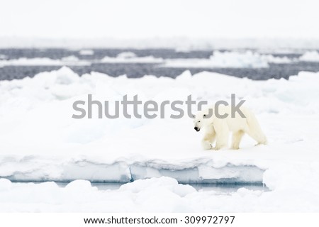 Polar Bear (Ursus maritimus) adult, walking on melting ice floe, floe edge, Baffin Bay, Nunavut, Canada.