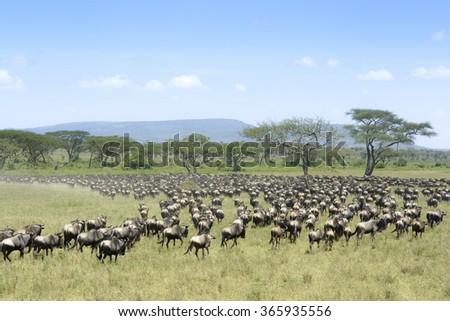 Herd of Blue Wildebeest ( Connochaetus taurinus) seen from behind, during migration, Serengeti national park, Tanzania.