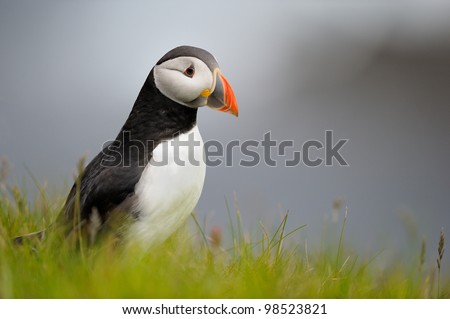 Puffin standing in grass on a cliff