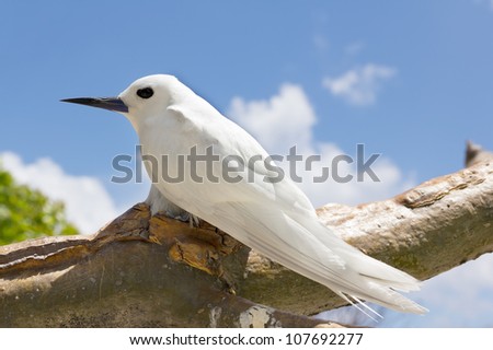 The Fairy Tern Bird (or holy ghost bird - species Sterna nereis), comman Bird in Seychelles