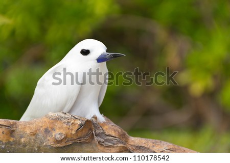 The Fairy Tern Bird (or holy ghost bird - species Sterna nereis), common Bird in Seychelles