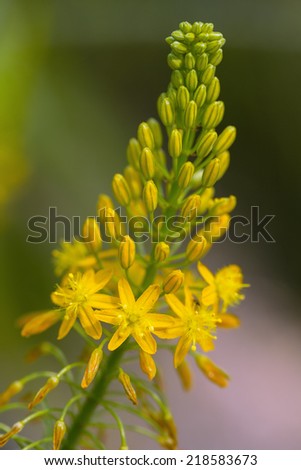 S. African plant Bulbine natalensis  also known with common name Bulbine
