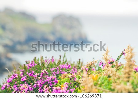 The image of bright flowers that grow in spite of the harsh climate . In the background a coastline with high cliffs. Bretagne, France.
