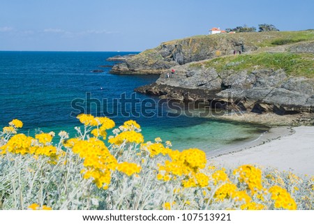The image of a wild beach with emerald waves . In the foreground of bright yellow flowers that grow in spite of the harsh climate. Island of Belle Ile en Mer, France.