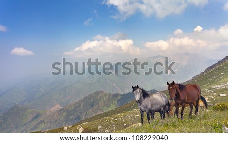 Picture of the horses that graze in the mountains of Tibet, the Himalayas.