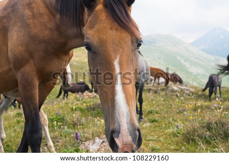 Picture of the horses that graze in the mountains of Tibet, the Himalayas.