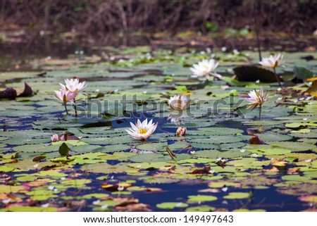 Image pond where many lilies growing in Bali, Indonesia.