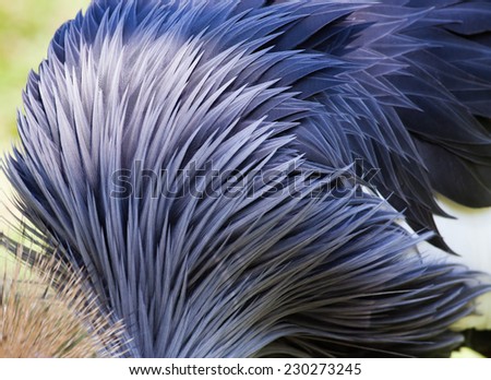 background of bird\'s feathers in Bali Bird Park