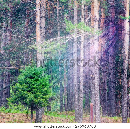 background of deep green forest with bright sunshine ray through the tree, square orientation