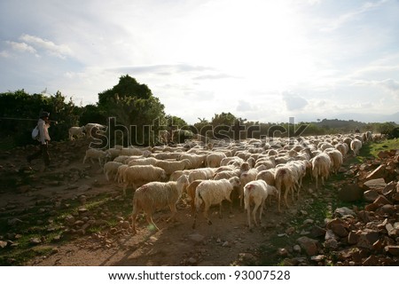 Sheep on rural road