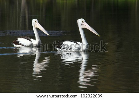 Two Pelicans - Follow the Leader
