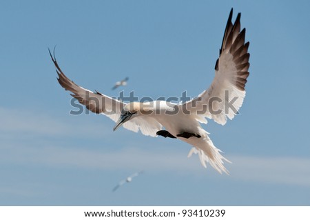 Northern gannet flying under a blue sky