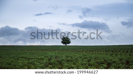 A tree stands alone in the middle of a field.