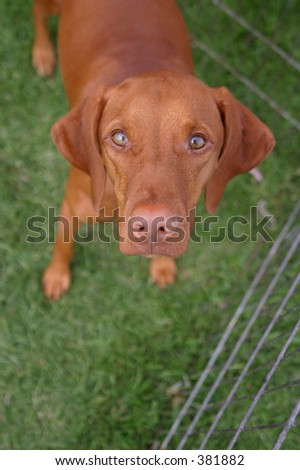 A wide-eyed dog eyes the photographer warily.