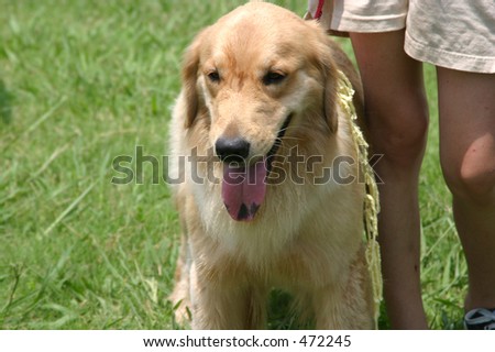 A Golden retriever with a black spotted tongue heels at his master\'s side.
