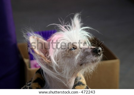 A Chinese crested dog with dyed hair looks deep in thought. This canine has won ugliest dog contests.