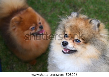 Two Pomeranian dogs of different colors.