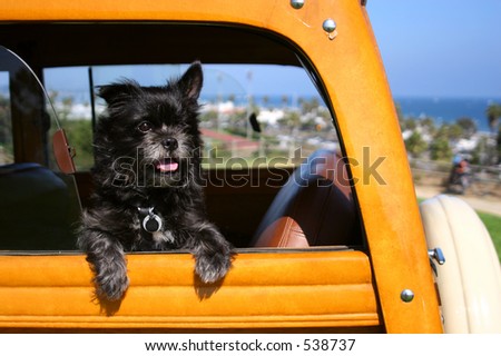 A dog that looks like Toto waits for his master to come back to his woodie automobile in Santa Barbara, California.