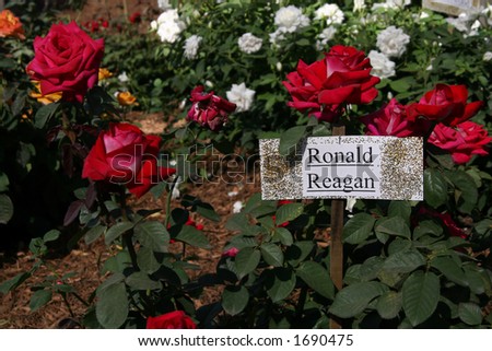 A variety of roses called Ronald Reagan.