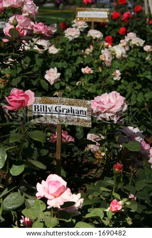A variety of roses that are called Billy Graham.