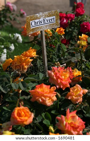 A variety of roses that are called Chris Evert.