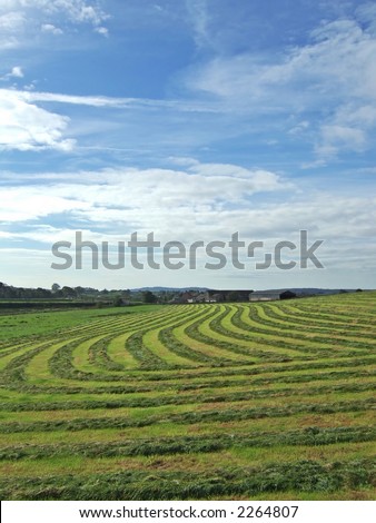 Freshly cut grass for making silage