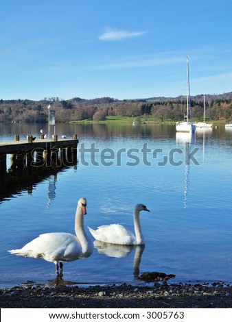 Two swans on Windermere
