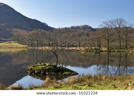 An isolated tree on a small island on Rydal Water