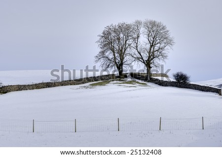 A Winter scene of two trees in the corner of a field bounded by two drystone walls and a barbed wire fence