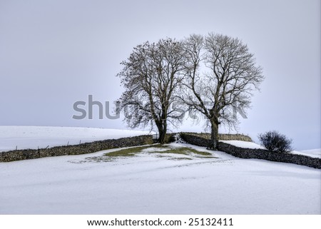 A Winter scene of two trees in the corner of a field bounded by two drystone walls